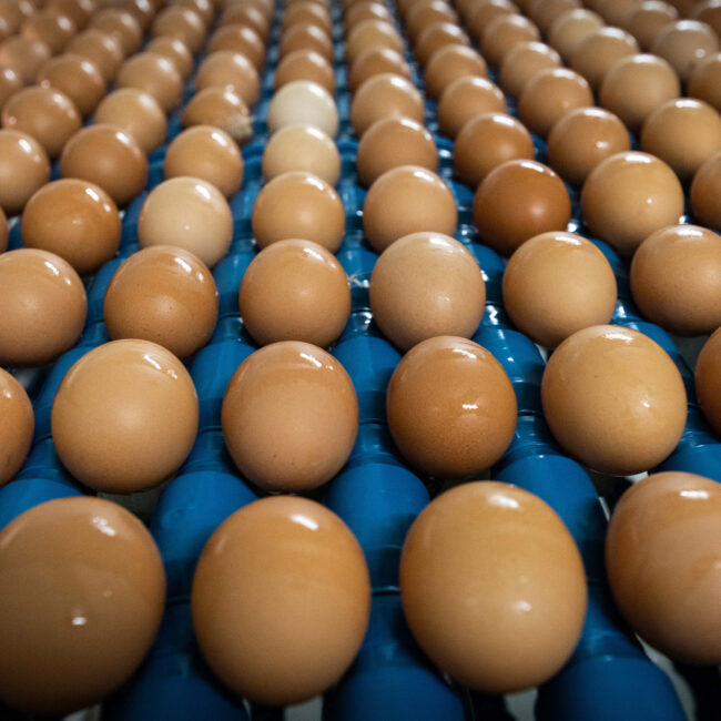 Our farm – Casaccio Egg Farms